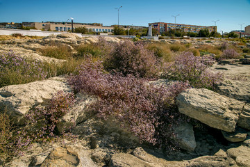 Заросли прибрежные