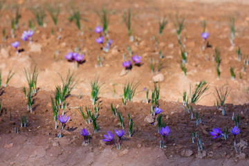 Cultivo de azafrán, Valle del Set, Cervia de les Garrigues, Les Garrigues, Lleida, Catalunya, Spain