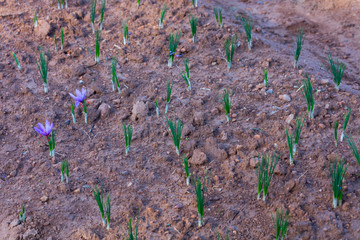 Cultivo de azafrán, Valle del Set, Cervia de les Garrigues, Les Garrigues, Lleida, Catalunya, Spain