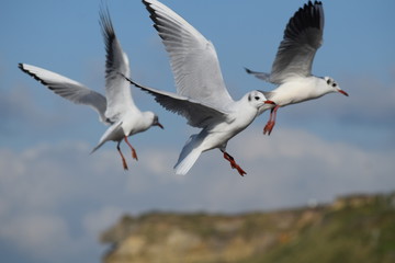 Fototapeta premium Mouettes