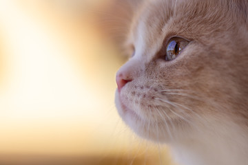 Gesicht einer Katze Kitten Macro Katzenauge 