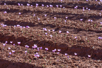 Cultivo de azafrán, Valle del Set, Cervia de les Garrigues, Les Garrigues, Lleida, Catalunya, Spain