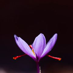 Cultivo de azafrán, Valle del Set, Cervia de les Garrigues, Les Garrigues, Lleida, Catalunya, Spain