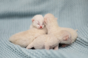 Fototapeta na wymiar Newborn little kittens sleepingjn a blue blanket