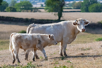 Charolais cow and calf, white cows in a field in Burgundy campaign
