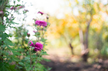 A photo of chrysanthemums in an autumn garden. These flowers sometimes called mums or chrysanths,...