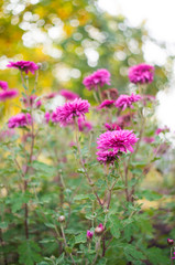 A photo of chrysanthemums in an autumn garden. These flowers sometimes called mums or chrysanths, are flowering plants of the family Asteraceae. Selective focus.
