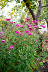 Fototapeta na wymiar A photo of chrysanthemums in an autumn garden. These flowers sometimes called mums or chrysanths, are flowering plants of the family Asteraceae. Selective focus.