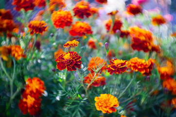 Lots of beautiful flowers in the garden. They are often called French marigold (Tagetes patula). Selective focus.
