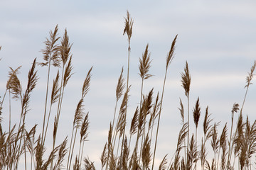 reeds and rushes along the chesapeake bay shoreline in calvert county maryland usa