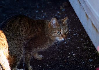A portrait of a beautiful green eyed tabby stray cat.