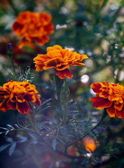 Lots of beautiful flowers in the garden. They are often called French marigold (Tagetes patula). Selective focus.
