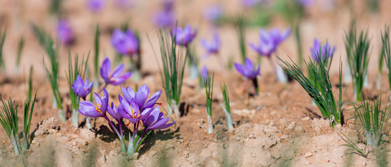 Cultivo de azafrán, Valle del Set, Cervia de les Garrigues, Les Garrigues, Lleida, Catalunya, Spain