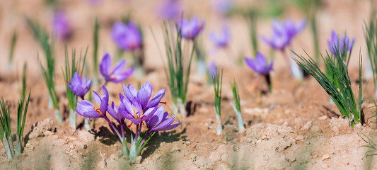 Cultivo de azafrán, Valle del Set, Cervia de les Garrigues, Les Garrigues, Lleida, Catalunya, Spain