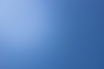 blue sky and a bird flying high