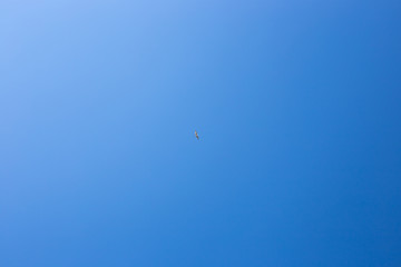 blue sky and a bird flying high