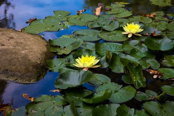 water lily in pond