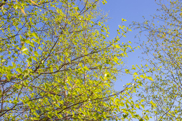 tender green young leaves of birch against a blue sky