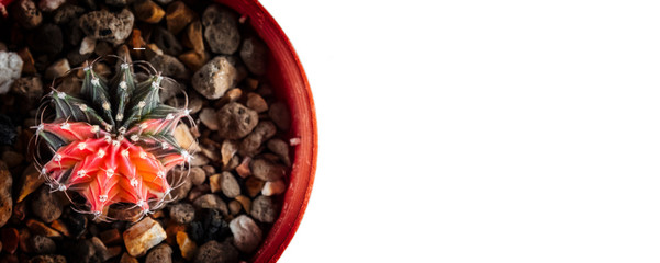 close up shot of cactus in the flower pot or gymnocalycium mihanovichii variegated, on white background with free space