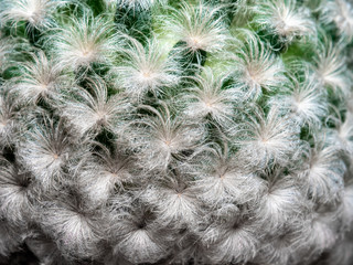 close up shot of Mammillaria plumosa, Eriocactus leninghausii, green nature pattern background, selective focus