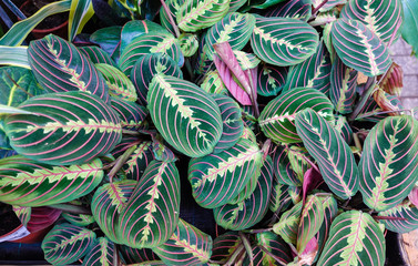 Exotic Maranta Leuconeura Fascinator plant leaves Beautiful color floral background - obrazy, fototapety, plakaty