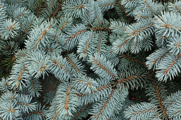 Naklejka na ściany i meble Blue spruce tree close-up. Christmas background