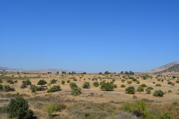 Fototapeta na wymiar Desert Bushes view