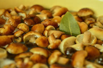 Soup of autumn mushrooms