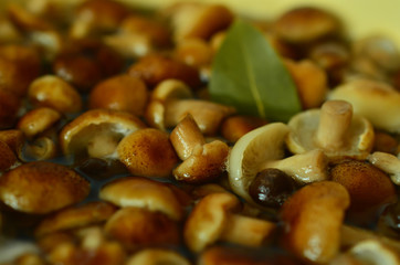 Soup of autumn mushrooms