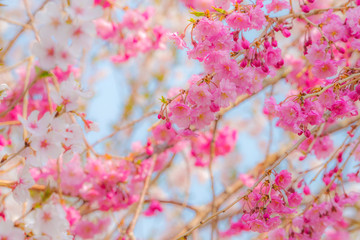 八重桜