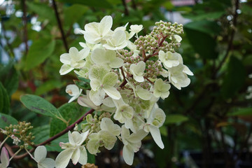 White homemade flower in a pot. Growing plants at home