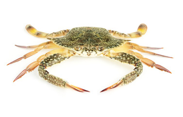 Crab isolate on white background