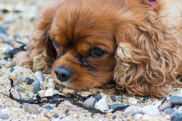 portrait of a dog