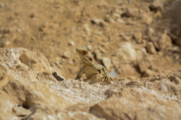 Salamander in the desert