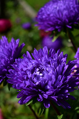 Purple asters on a flower bed
