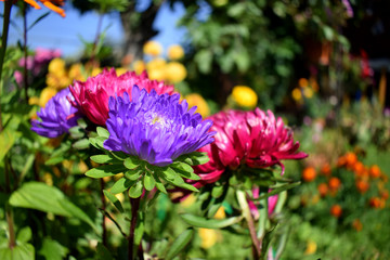 Multicolored aster flowers on a flower bed on a sunny day