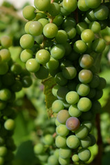 Isabella grapes are ripening under the sun rays