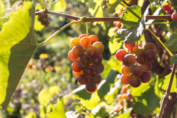 Ripe grape. Bunches of pink grapes hanging on the vine