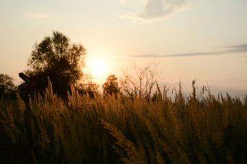  Sunset, tree and field with grass in autumn