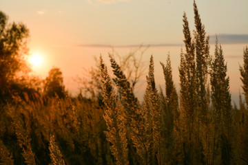 Fototapeta premium Wild field and beautiful sunset