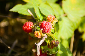 Ripe red raspberries on a bush on a blurred green background
