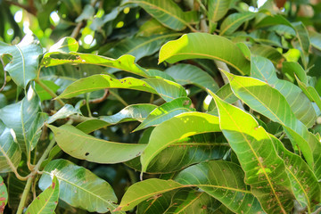  Green leaves and evening light