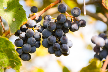 Branch of blue grapes on a sunny day before harvest