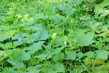 pumpkin flower