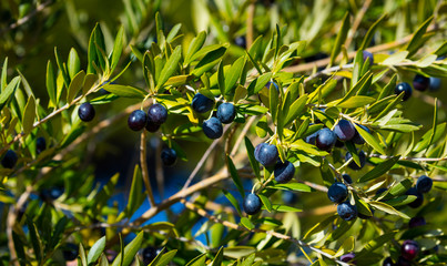 Olivo, Valle del Set, Les Garrigues, Lleida, Catalunya, Spain