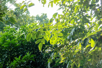  Green leaves and evening light