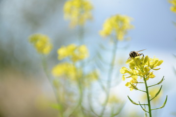  A bee sits on a yellow flower of a mustard in a field on a blurry blue background