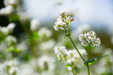  White tender buckwheat flowers. Blurred background