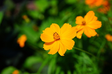 Orange coreopsis flower growing in the garden