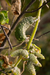 Green cucumbers ripen on a branch. Blurred background